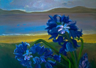 Spanish Blubells - Ballinskelligs